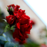 真紅の薔薇
