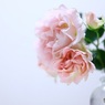 柔らかな薔薇
