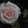薔薇24