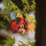 さぁ、紅葉にチェンジ！！
