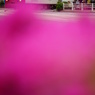 ツツジ色