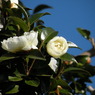 山茶花