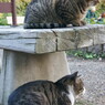 二階建て猫