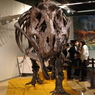 T-REX