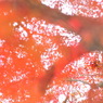 momiji4