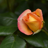 A rose in May