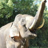 アジアゾウ(in ZOORASIA)