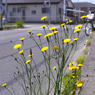 写真エッセイ：catsear