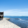 海辺のネコさん。良い天気でしたね～。