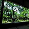 枝振り
