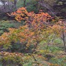 三頭山