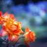 五月の薔薇