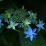 紫陽花⑤
