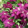 春の花(クレマチス)