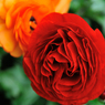 A rose in April