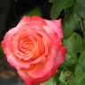 薔薇6