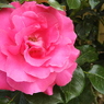 薔薇7