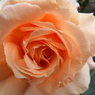 薔薇8