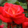 薔薇13