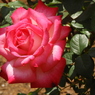 薔薇15