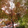 IMGP0150