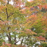 IMGP0161