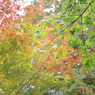 IMGP0162