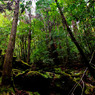 ...in the forest