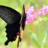 Papilio protenor、、、Ⅱ