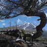 暮春　富士山