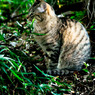 雑草猫