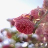 ひかり遊び