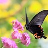 Papilio protenor～Ⅳ