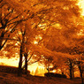 GARDEN INFRARED (07)