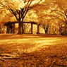 GARDEN INFRARED (08)