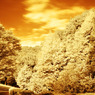 GARDEN INFRARED (09)