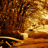 GARDEN INFRARED (10)