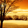 GARDEN INFRARED (12)