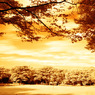 GARDEN INFRARED (13)