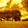 GARDEN INFRARED (15)