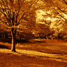 GARDEN INFRARED (16)