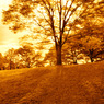GARDEN INFRARED (18)