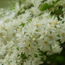 花名？