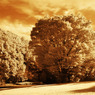 GARDEN INFRARED (19)