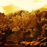 GARDEN INFRARED (20)