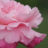 春薔薇　2019