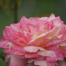 春薔薇　2019