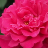 春薔薇　2019