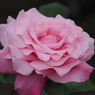 春薔薇　2019