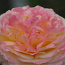 春薔薇　2019